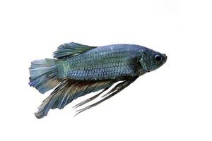 A blue fighting fish on white background photo