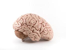 Artificial human brain model on white background photo