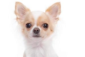 Isolated photo of a Chihuahua dog on a white background. Pet, mini dog.