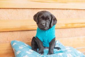cachorro labrador en suéter azul sobre una almohada. perro en el banco. foto