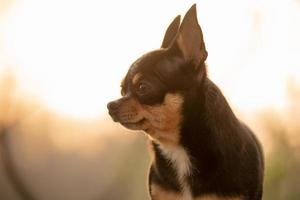 primer plano de retrato tricolor de perro chihuahua sobre fondo de puesta de sol. mascota. foto