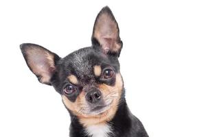 Isolated photo of a Chihuahua dog on a white background. Pet, dog.