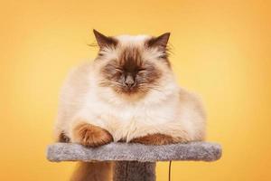 Neva masquerade cat on a yellow background. Beautiful purebred cat. photo