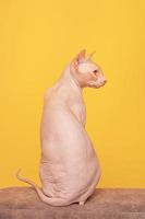 Sphinx cat on a yellow background. Bald cat on a beige sofa. photo