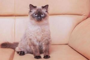 A purebred beautiful cat on a leather sofa. Neva masquerade cat, pet. photo