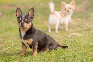 Chihuahua dog black red white and former chihuahua soft focus.. Dog on grass background. photo