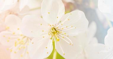 Spring flowering trees in the garden close-up photo. Close-up of a flower. photo