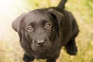 Black Labrador Retriever puppy sitting on the grass. The dog looks at the camera. photo