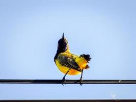 Sunbird de espalda verde oliva, Sunbird de vientre amarillo posado en un alambre foto