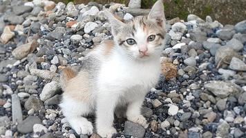 kitten relaxing on gravel