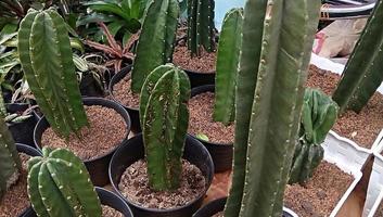 cactus in pot photo