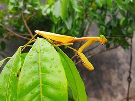 praying mantis on a leaf photo