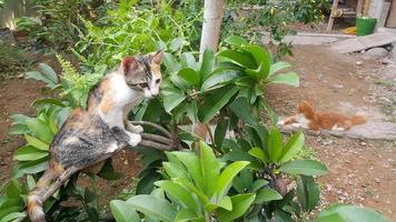 gato descansando en el árbol foto