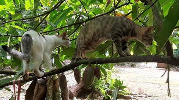 gato en el árbol foto