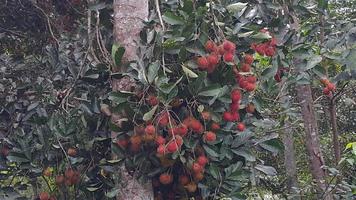 rambutan fruit ready to harvest photo