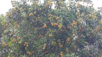 orange rambutan fruit photo