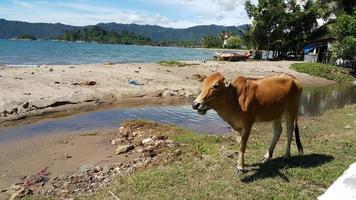 Cow in The Beach photo