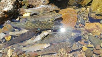 fish swimming in the river photo