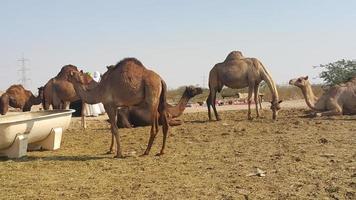 camel eating grass photo