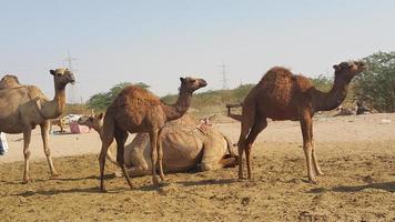 three camels standing