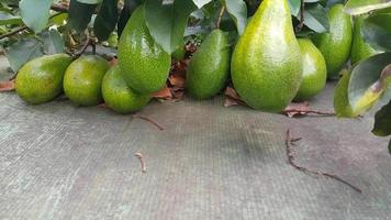 Avocado fruit on the roof photo