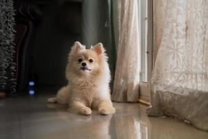 perro pomeraniano parado en la puerta y quiere salir. un perro frente a la puerta principal con una expresión triste esperando la llegada de su dueño para volver a casa foto