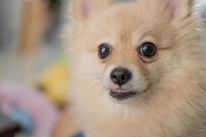 Pomeranian dog standing at the door and wants to go outside. A dog in front of a front door with a sad expression waiting for the arrival her owner to come home photo