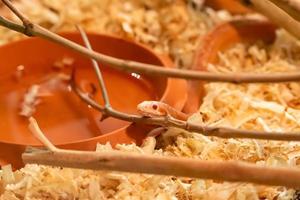 primer plano de serpiente naranja sobre el fondo verde. sol matutino. serpiente a la sombra del árbol. serpiente con escamas grises en el suelo del bosque. escena de la vida silvestre de la naturaleza foto