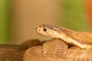 closeup of gray snake on the green background. Morning sun. snake in the tree shade.snake with grey scales on the ground in the forest. Wildlife scene from nature photo