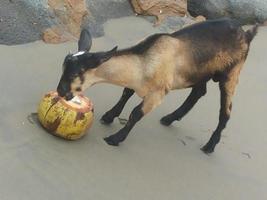 Goat Eat Coconut photo