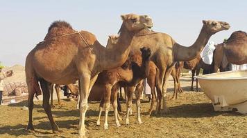 camels gather in the desert photo