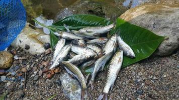 pile of river fish photo