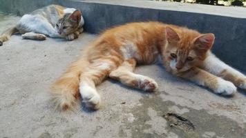 a couple of cats relaxing