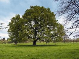 Oak tree in a park with fresh spring leaves