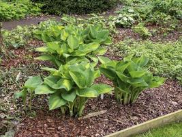 plantas de lirio de plátano hosta, variedad pauls glory, en primavera foto