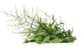 Flat lay of Fresh Andrographis paniculata leaf isolated on white background. photo