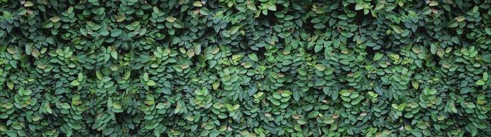 panorama con hojas. planta ornamental en el jardín. fondo de textura de hojas verdes pequeñas foto