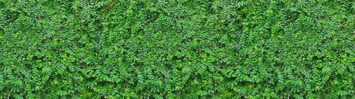 Panorama with leaves. Ornamental plant in the garden. Small green leaves texture background