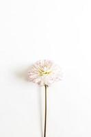 Flower on white background with copy space photo