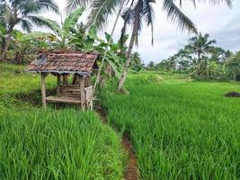 A small building in the rice, a place for farmer rest in indonesia