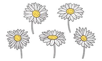 set of hand drawn daisy flowers vector