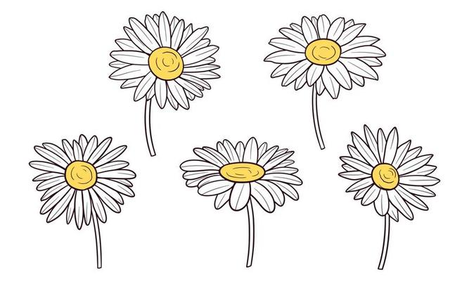 Doodle daisy flower isolated on white background 3444338 Vector Art at  Vecteezy