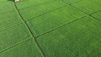 visão aérea de drones da agricultura em campos de arroz para cultivo. voo sobre o campo de arroz verde durante o dia. pequenas cabanas nos arrozais. natural o fundo da textura.