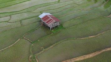 Aerial drone view of agriculture in rice fields for cultivation. Flight over the green rice field during the daytime. Small hut in the paddies. Natural the texture background.