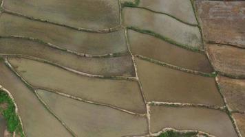 vue aérienne par drone de l'agriculture dans le riz sur un beau champ rempli d'eau. vol au-dessus de la rizière verte pendant la journée. naturel le fond de texture. video
