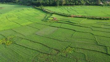 zoom, visão aérea do drone da agricultura em arroz em um belo campo cheio de água. voo sobre o campo de arroz verde durante o dia. pequenas cabanas no arrozal. conceito de natureza. video