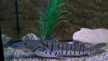 A large gray catfish swims in an aquarium