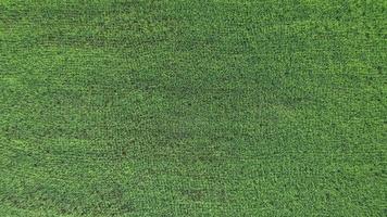 zoom arrière, vue aérienne par drone de l'agriculture dans les rizières pour la culture. vol au-dessus de la rizière verte pendant la journée. naturel le fond de texture. video