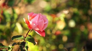 fondo natural con una hermosa rosa rosa. de cerca video