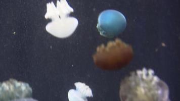 medusas azules y amarillas blancas flotando en el acuario de agua en 4k